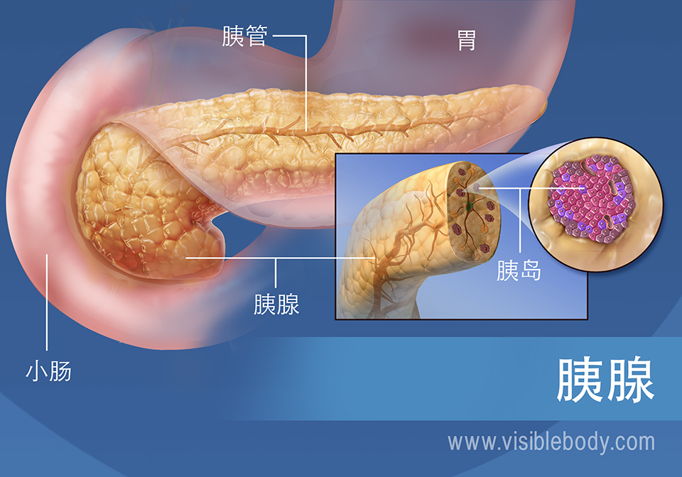 胰腺示意图，显示胰管、胰岛、胃和小肠